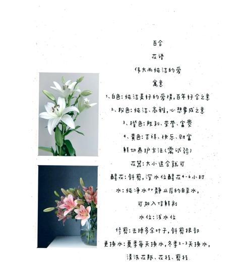 宏康百合花的花语是什么？如何表达爱意？