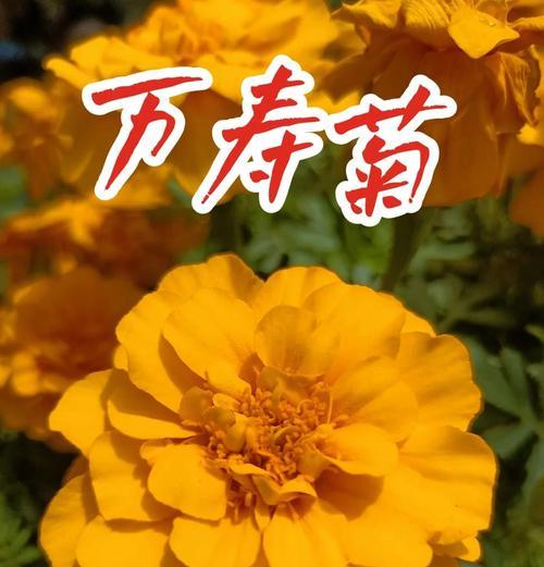 万寿菊的花语是什么？如何用花语表达祝福？