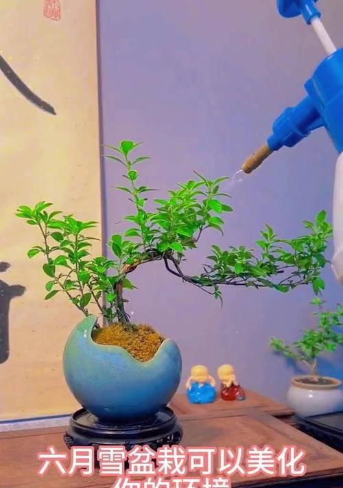 六月雪绿植的花语是什么？它象征着什么？