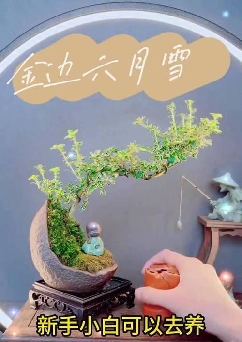 六月雪绿植的花语是什么？它象征着什么？