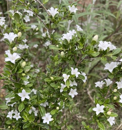 六月雪绿植的花语是什么？它象征着什么？