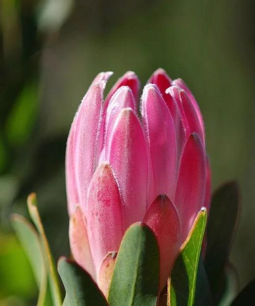 细叶木百合的花语是什么？它传递了哪些情感？