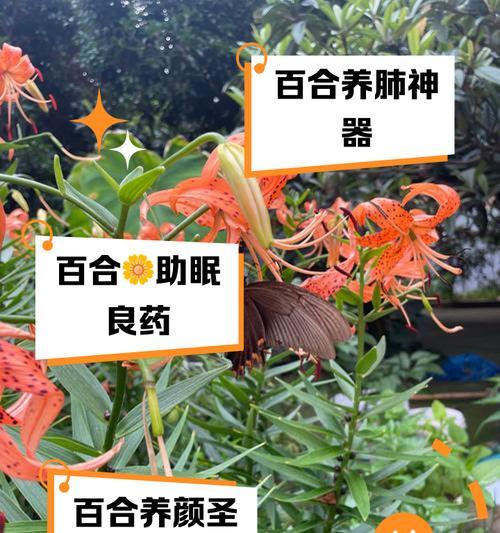 细叶木百合的花语是什么？它传递了哪些情感？