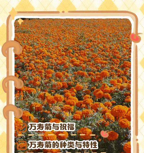 细叶万寿菊的花语有哪些？它象征着什么？