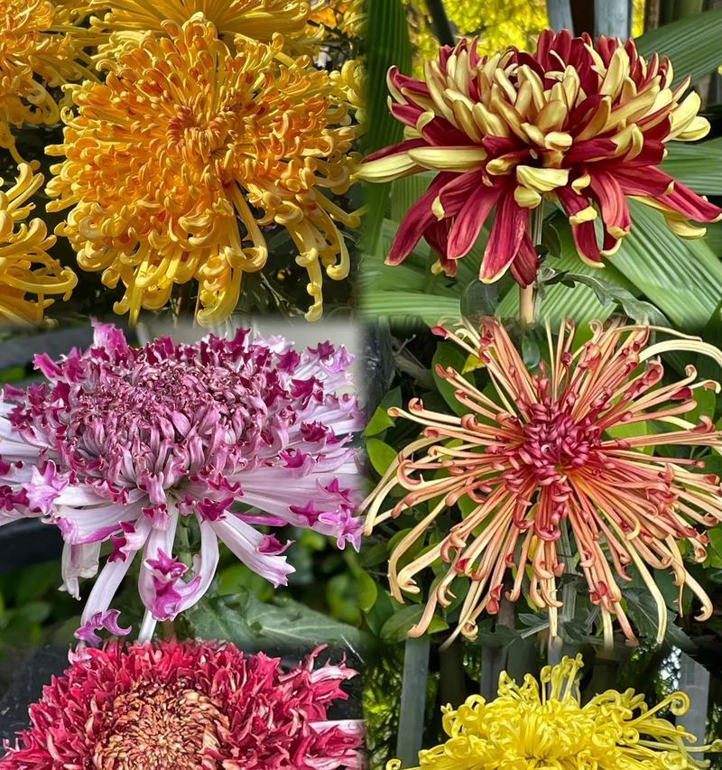 菊花的花语有哪些？它象征着什么寓意？