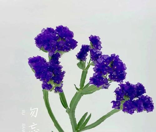 勿忘我的花语是什么？它传递了哪些情感？