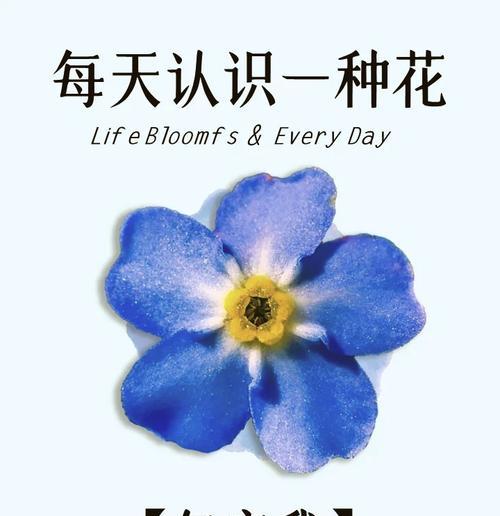 勿忘我的花语是什么？它传递了哪些情感？