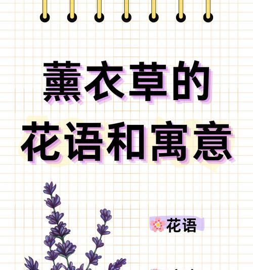 薰衣草的花语是什么？它有何特别寓意？