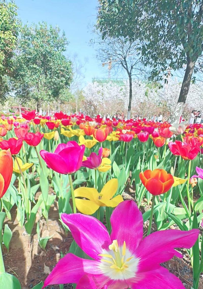 粉色郁金香的花语是什么？它代表了什么？