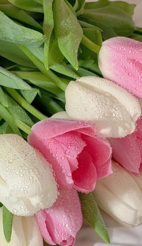 粉色郁金香的花语是什么？它代表了什么？