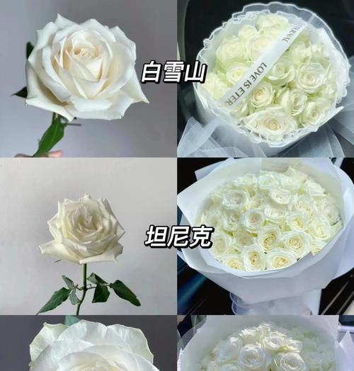 白色玫瑰花的花语是什么？它传递了哪些情感？