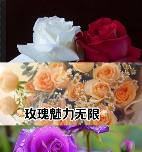 玫瑰不同颜色的花语有哪些？它们分别代表什么？