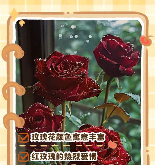 玫瑰不同颜色的花语有哪些？它们分别代表什么？