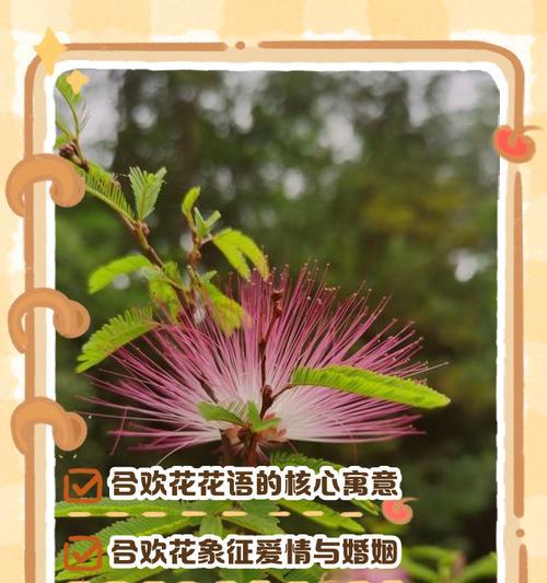 金色合欢花的花语有哪些含义？