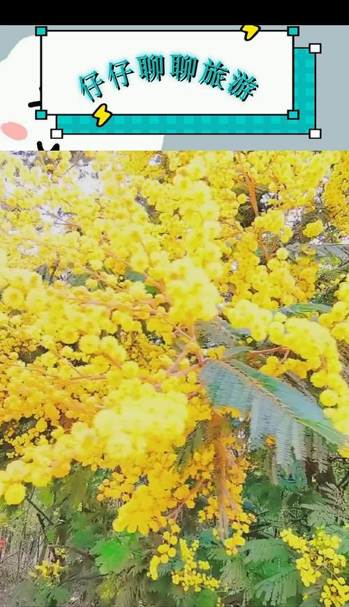 金色合欢花的花语有哪些含义？