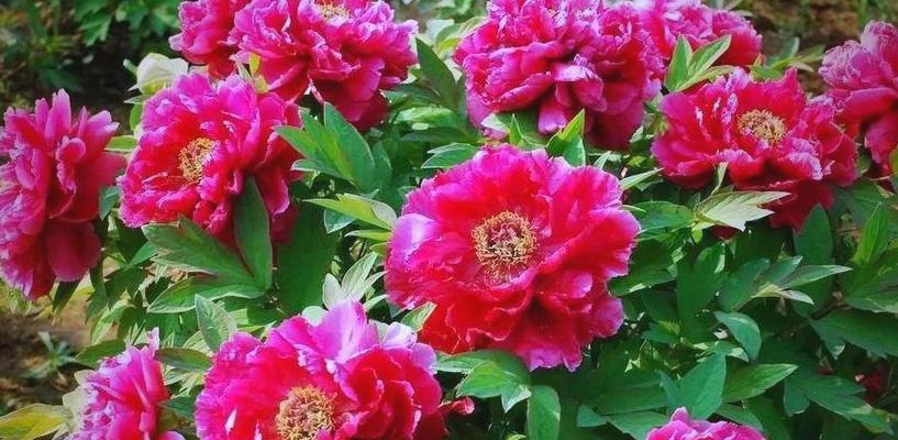 四月二十三日的花语有什么特别之处？