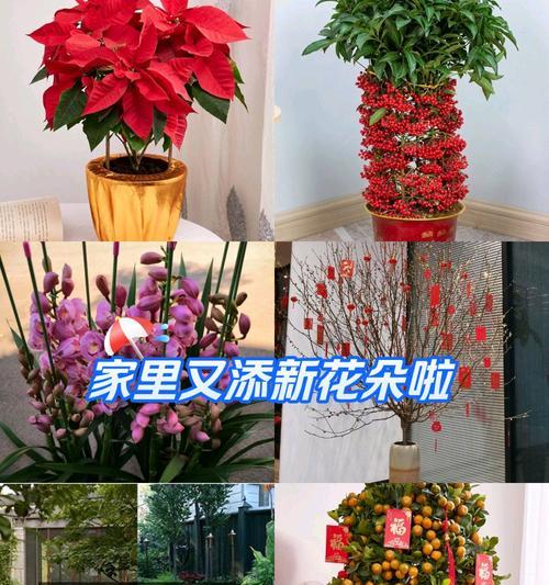 兰花的花语有哪些？