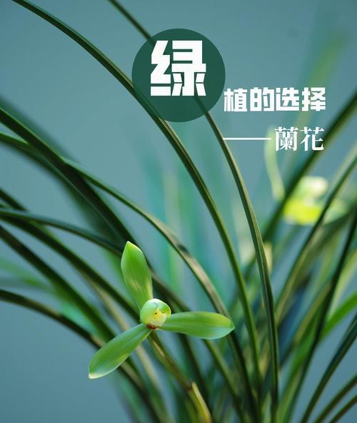 兰花的花语有哪些？