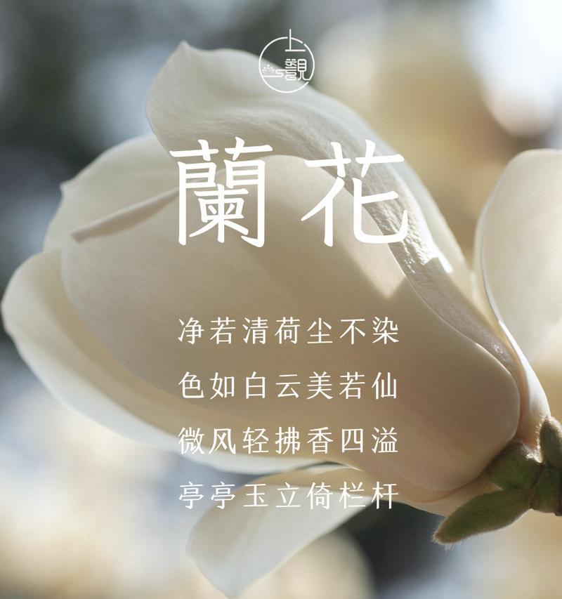 兰花的花语有哪些？