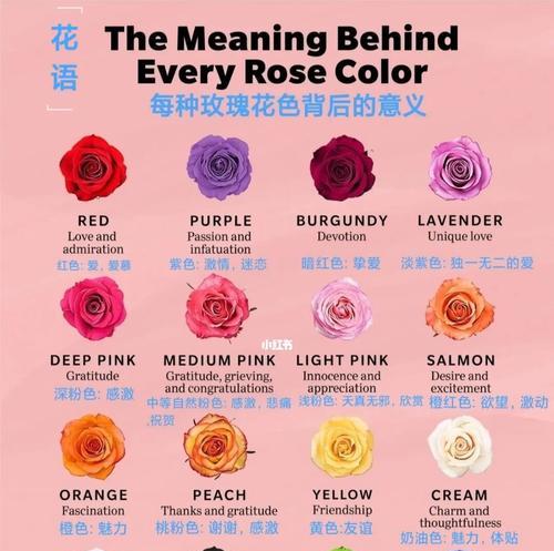 玫瑰花颜色与花语有何关联？
