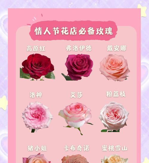 玫瑰花颜色与花语有何关联？