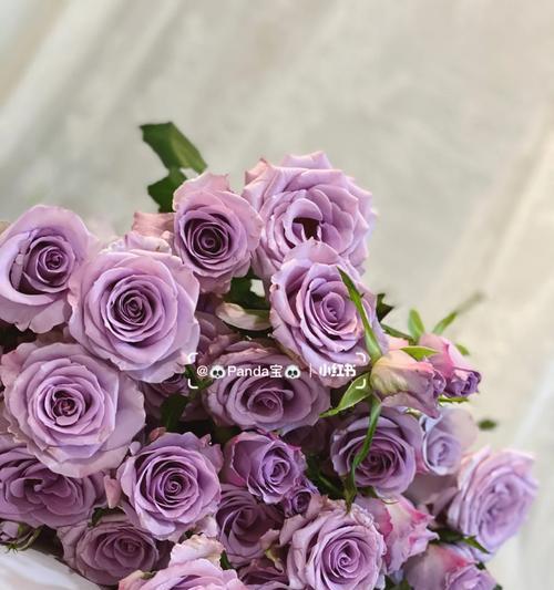 九星蓝狐花语有哪些寓意？