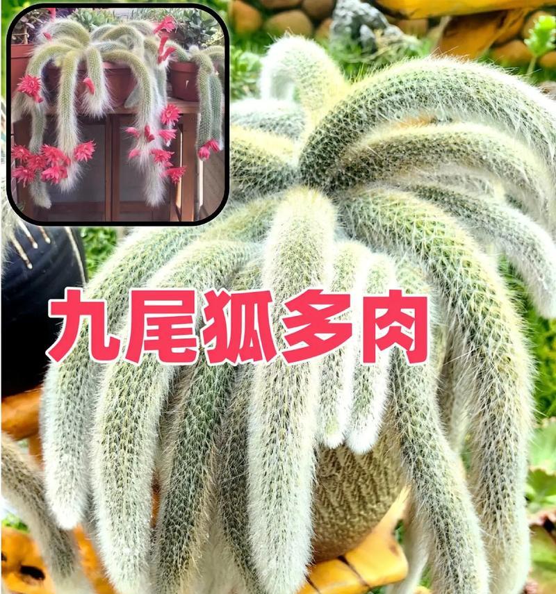 九星蓝狐花语有哪些寓意？