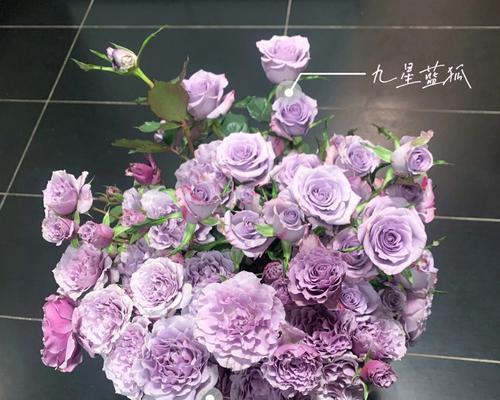 九星蓝狐花语有哪些寓意？