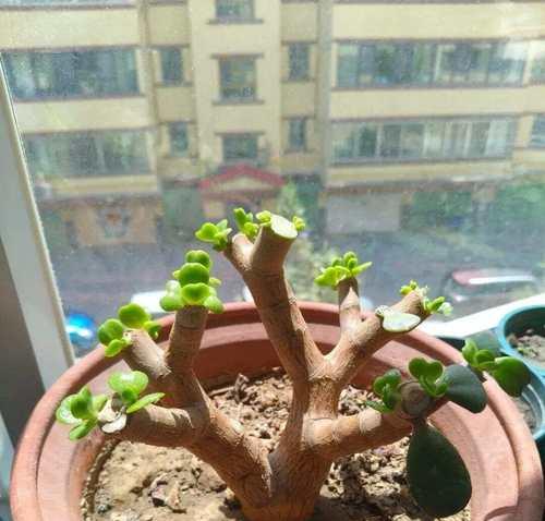 玉树的花语有哪些独特之处？