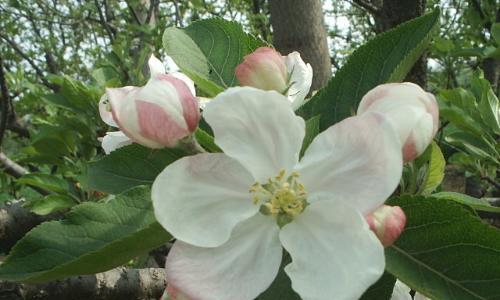 苹果花代表了什么？