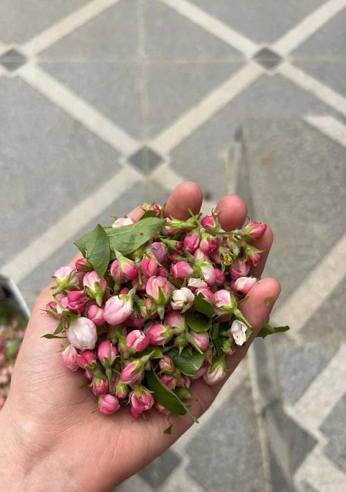 苹果花代表了什么？
