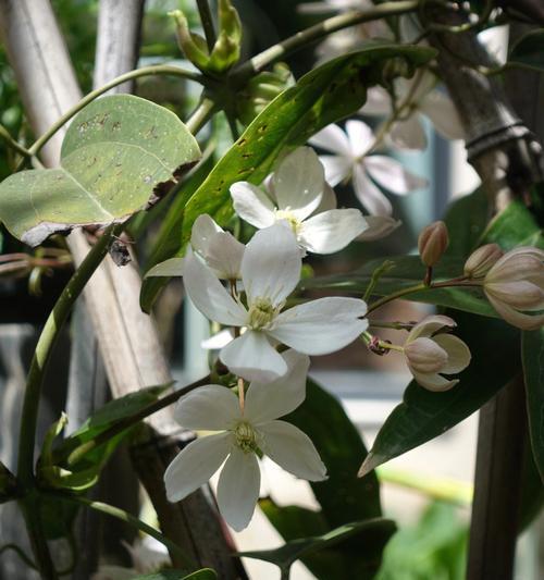 苹果花代表了什么？