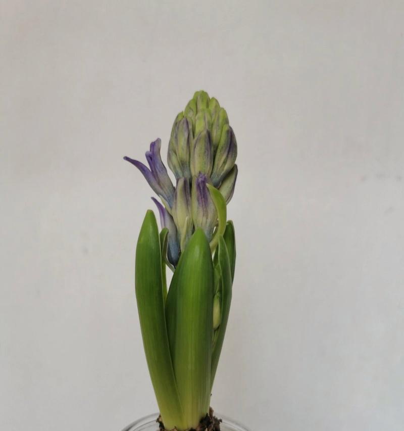 风信子的花语背后有哪些故事？