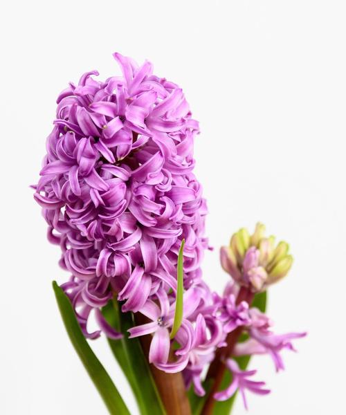 风信子的花语背后有哪些故事？