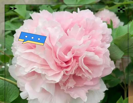 牡丹不同颜色的花语有何不同？