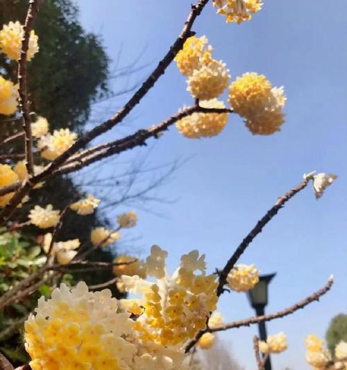 瑞香花语有哪些特别之处？