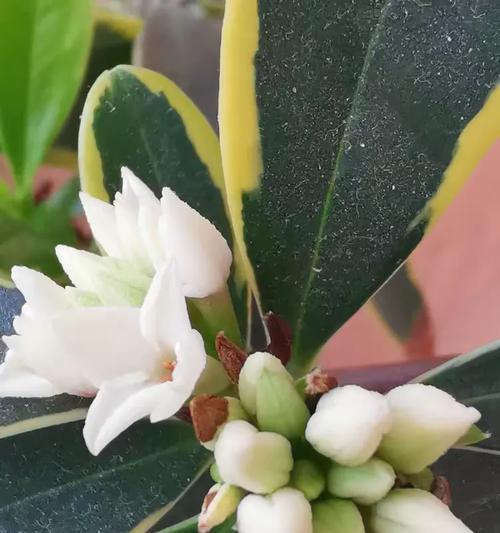 瑞香花语有哪些特别之处？