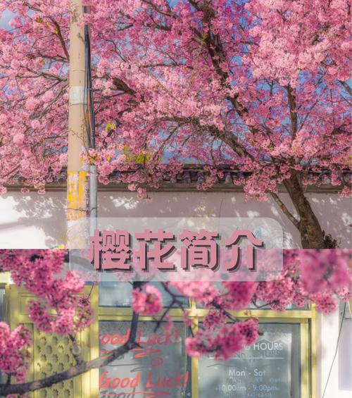 樱花的花语有哪些含义？