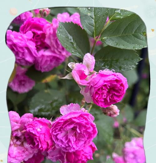 香花的花语有哪些特别之处？