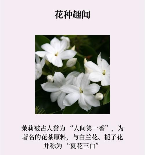 香花的花语有哪些特别之处？
