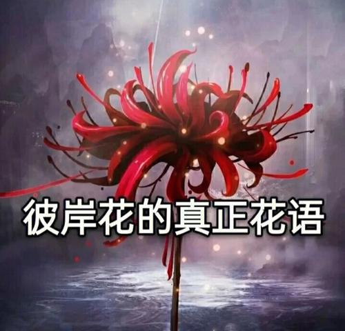 彼岸花有哪些不同的花语含义？