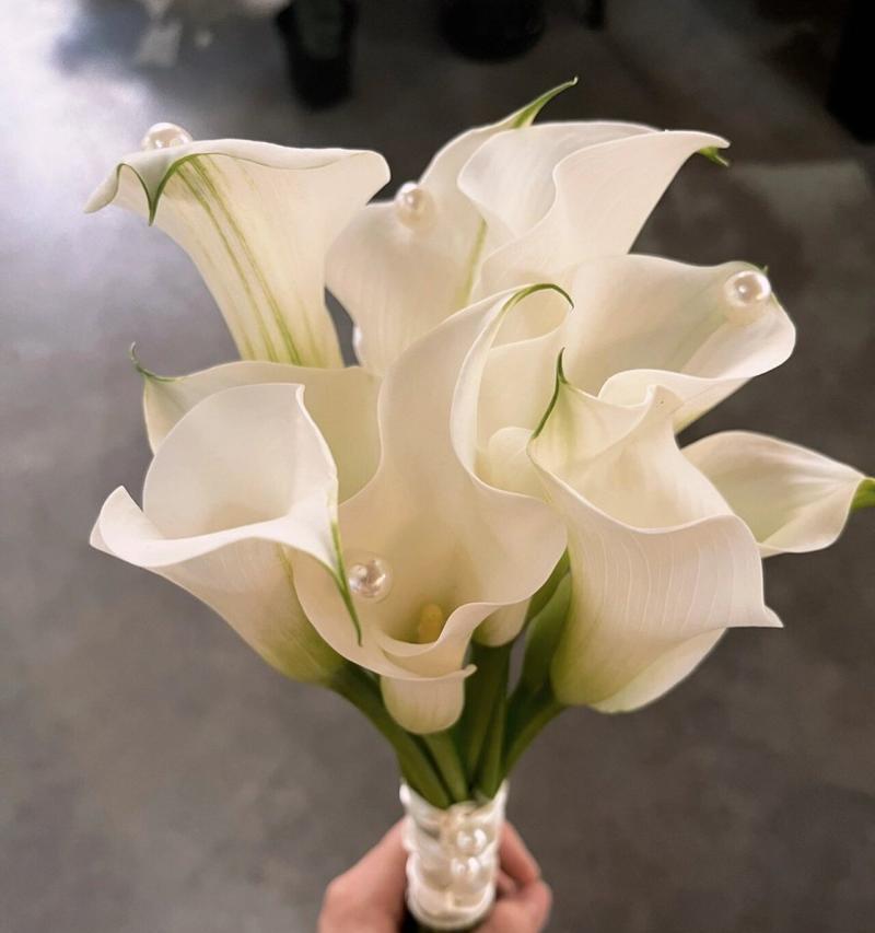 海芋的花语代表了什么意义？
