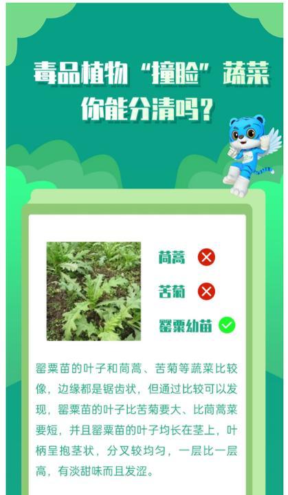 海芋的花语代表了什么意义？