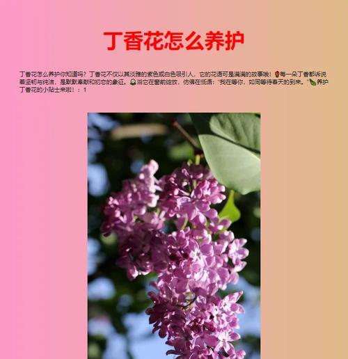 紫丁香花的花语有哪些特别含义？