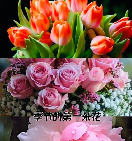 五月盛开的花朵都有哪些花语？