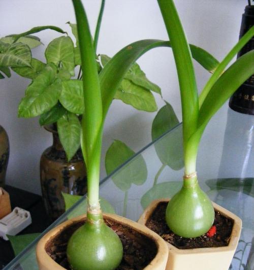 虎眼万年青的花语及其象征意义是什么？