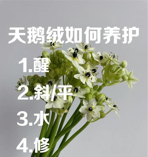 虎眼万年青的花语及其象征意义是什么？