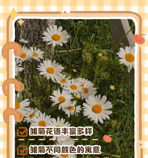 不同颜色雏菊的花语分别是什么？