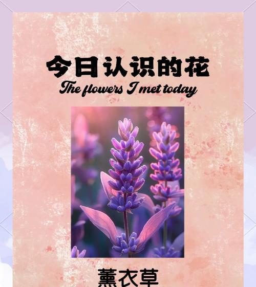 薰衣草作为友情的象征花语是什么？