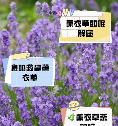薰衣草作为友情的象征花语是什么？